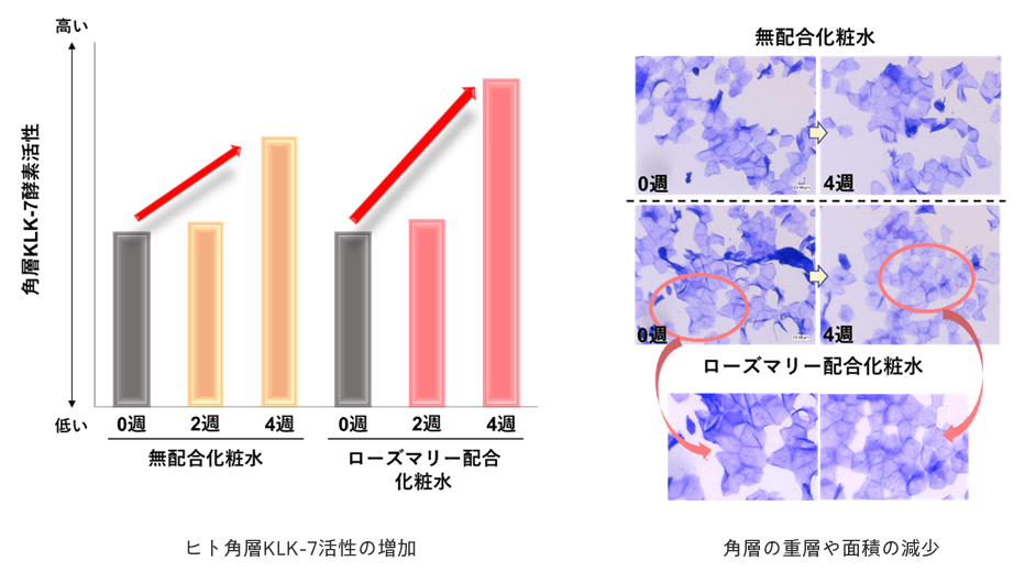 ヒト角層KLK-7活性の増加 角層の重層や面積の減少