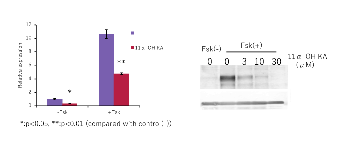 Tyrosinase（チロシナーゼ）発現抑制(左：RT-qPCR、右：ウェスタンブロット)