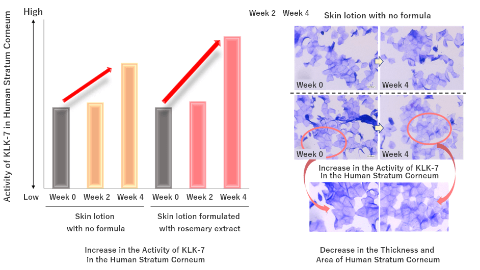 Increase in human stratum corneum KLK-7 activity Decrease in the stratification and area of stratum corneum