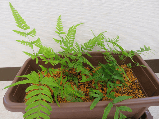 Pteris dispar Kunze currently being grown