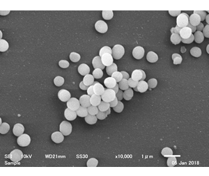 Staphylococcus aureus