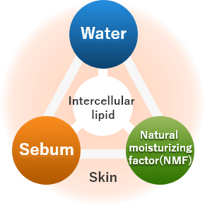 Skin intercellular lipid