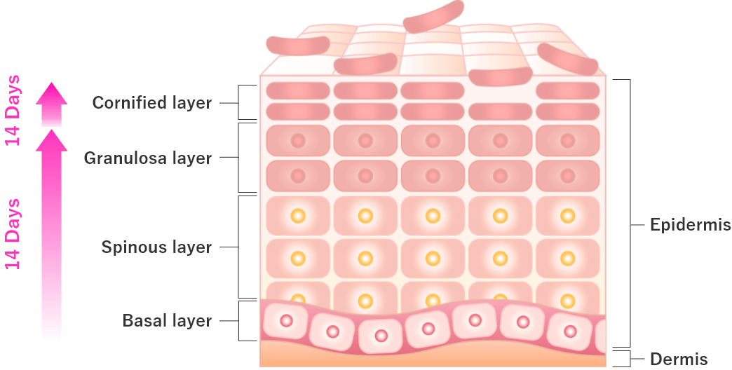 Skin turnover