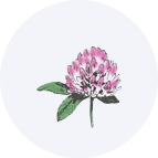 Red Clover Extract