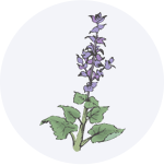 Clary Sage