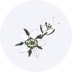Swertia Japonica