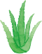 Aloe Vera Extrac