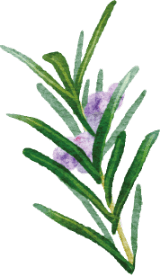 Rosemary Extract