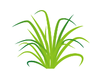 Citronella