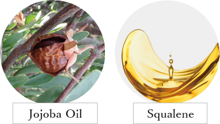 Jojoba Oil・Squalene