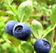 BILBERRY