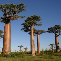 Baobab (Moisturizing)