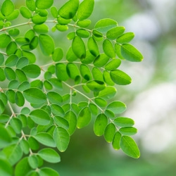 Moringa