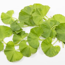 Centella Asiatica (CICA)