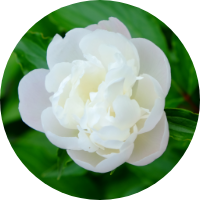 Peony Extract