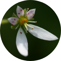 Saxifraga Sarmentosa Extract