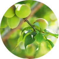 Plum Fruit Extract