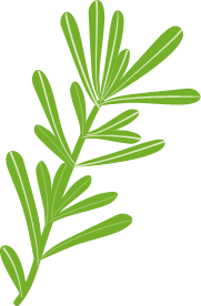 Rosemary Extract