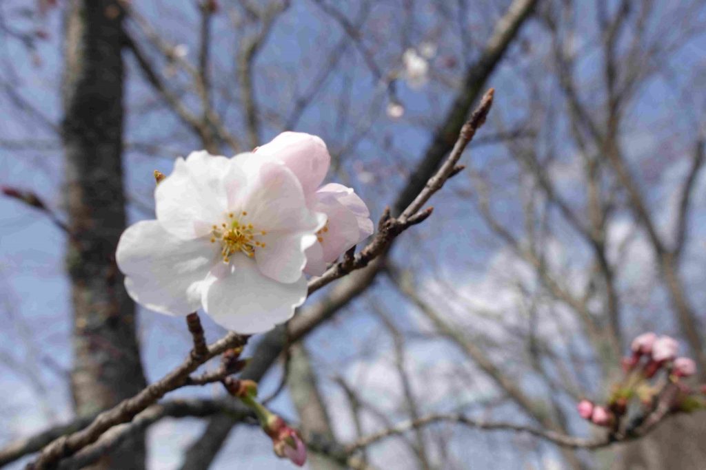 岡山工場の桜